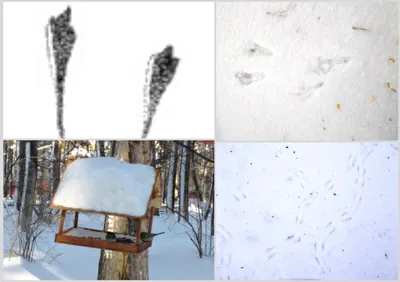 Искусство птичьих следов на снегу в объективе камеры