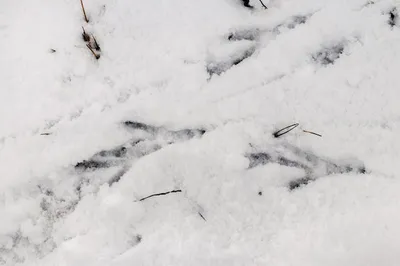 Невероятное сочетание форм и линий в следах птиц на снегу