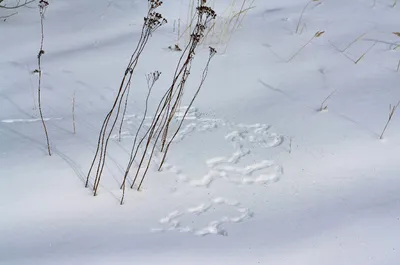 Чудесные симметричные следы птиц на снегу