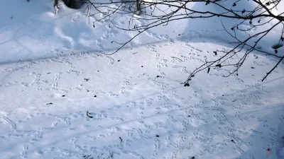 Совершенство природы: следы птиц на снегу