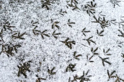 Фото следов птиц на снегу: проникновенный взгляд в зимний ландшафт