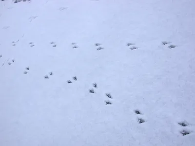 Подари себе момент вдохновения: фото птичьих следов на снегу