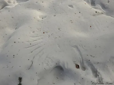 Изысканные орнаменты птичьих следов на снегу