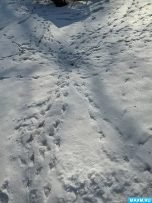 Волшебный танец птичьих следов на снегу