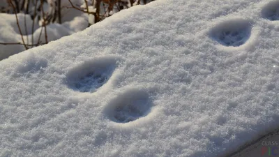 Погружение в зимнее волшебство с фотографиями птичьих следов на снегу