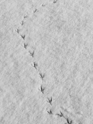 Украшение зимнего пейзажа: следы птиц на снегу