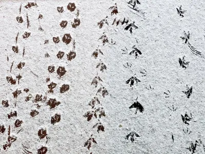 Птичьи следы на снегу: гармоничное сочетание линий и кривых