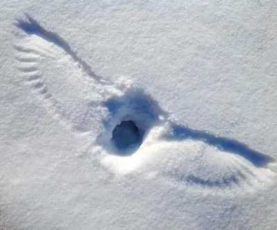 Открой сезон снежных приключений с фото птичьих следов на снегу