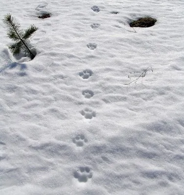 Картинки следов рыси на снегу, бесплатное скачивание webp