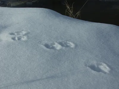 Изображения следов рыси на снегу, лучшее качество png