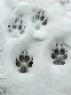 Снежные следы рыси на фото, скачать бесплатно jpg