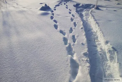 Изображения следов рыси на снегу, яркий фон в jpg