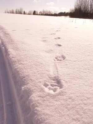 Фото следов рыси на снегу, бесплатное скачивание png