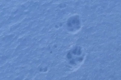 Фотографии следов рыси на снегу, скачать в png бесплатно