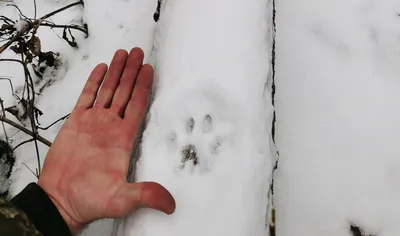 Картинки следов рыси на снегу, скачивание в формате webp