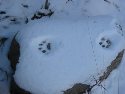 Фото следов рыси на снегу, живописные изображения в jpg