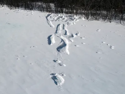Фон с фото следов рыси на снегу, скачать бесплатно jpg