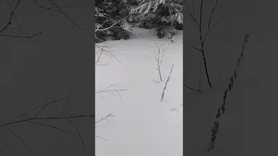 Изображения следов рыси на снегу, скачать в формате webp бесплатно