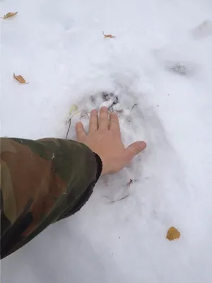 Красивые изображения следов рыси на снегу, webp для скачивания