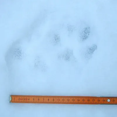 Фотографии следов рыси на снегу, webp изображения в хорошем качестве