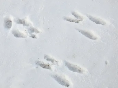 Картинки следов рыси на снегу, фото в формате jpg для скачивания