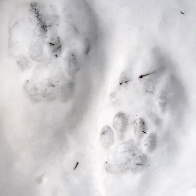 Фотографии следов рыси на снегу в качестве обоев для рабочего стола
