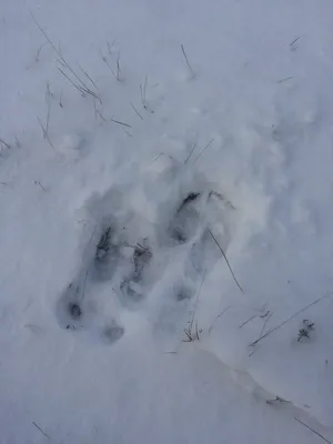 Фото следов рыси на снегу, бесплатно скачать в png