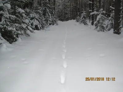 Изображения следов рыси на снегу, в формате webp для загрузки