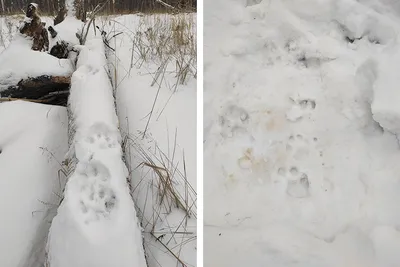 Фон с изображением следов рыси на снегу, скачать jpg