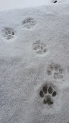 Следы собаки на снегу фотографии