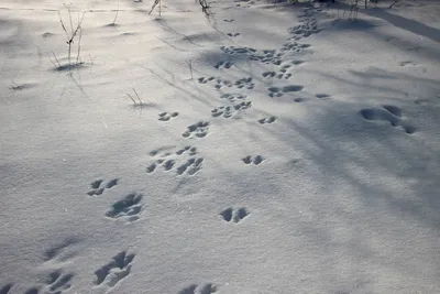 Следы соболя на снегу в хорошем качестве - jpg