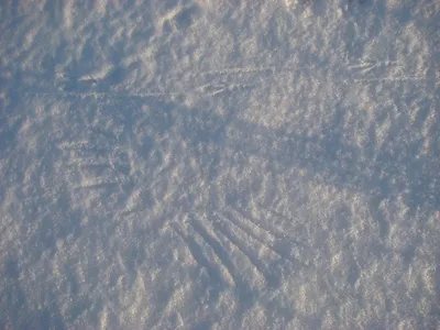 Следы сороки на снегу: фото в хорошем качестве для скачивания (jpg)