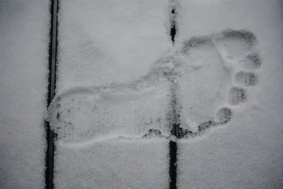 Очарование следов сороки на снегу: удобное скачивание в формате png