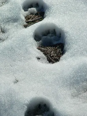 Утонченные следы сороки на снегу: оригинальные фотографии в формате png