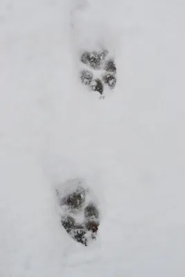 Увлекательная симметрия следов сороки на снегу: привлекательные изображения в формате png