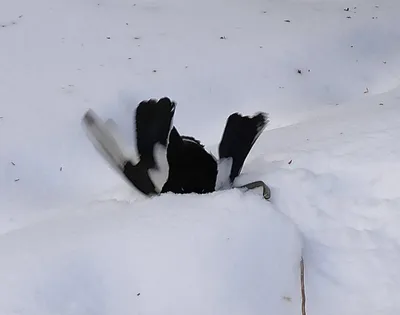 Фото следов сороки на снегу: бесплатное скачивание картинок
