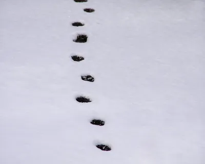 Фото следов сороки на снегу: скачать бесплатно в jpg