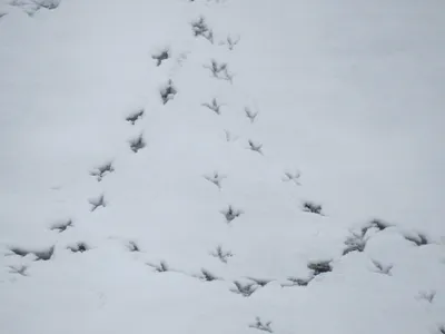 Искусство наблюдать за мелочами: фото следов сороки на снегу в формате webp