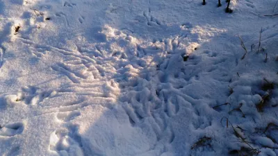 Фото следов сороки на белоснежном снегу: скачать в jpg 