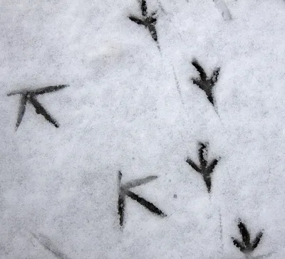 Удивительные следы сороки на снегу: скачать в jpg 