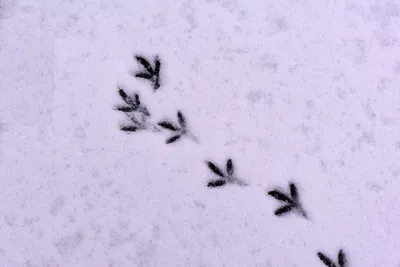Фото следов сороки на белоснежном снегу: скачать картинки бесплатно