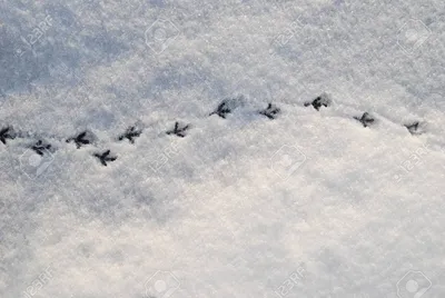 Красивые следы сороки на снегу: отличное качество в формате webp