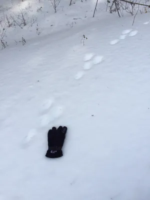 Следы волка на снегу фотографии