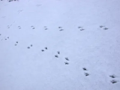 Картинки следов воробья на снегу: бесплатное скачивание