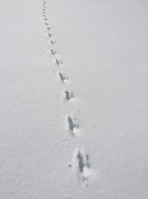 Фото следов воробья на снегу: выберите нужный размер изображения