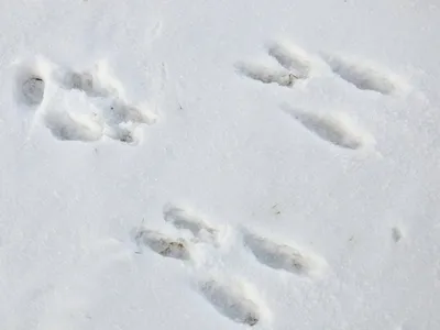 Снежные следы зайца на белоснежном фоне