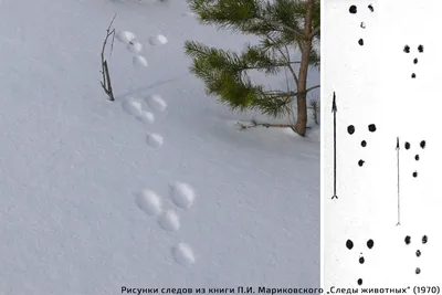 Узоры следов зайца на снегу