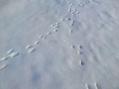 Фигурное катание зайцев по снежным дорожкам