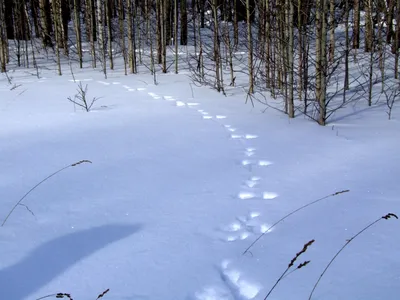 Зимняя игра в прятки: следы зайца на снежке