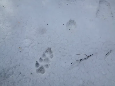Увлекательный трейл: следы зайца на снежном тропе